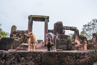 View of two dogs standing on old castles in thailand 