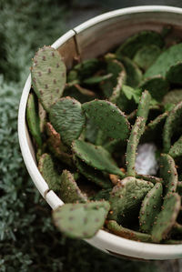 Close-up of potted plant