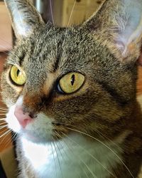 Close-up portrait of cat