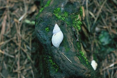 Close-up of snail on tree