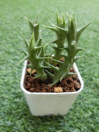 High angle view of potted plant in container