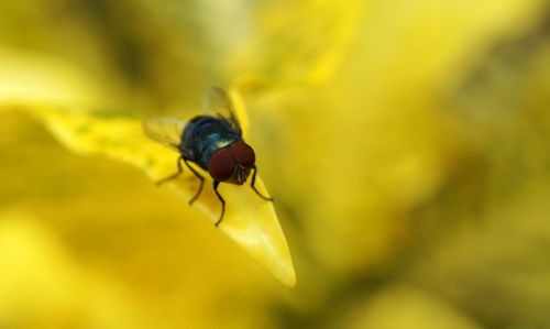 Close-up of honey bee pollinating on flower