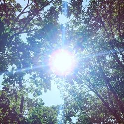 Low angle view of trees against sky