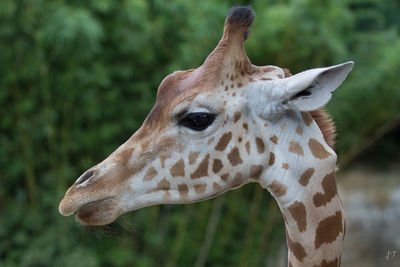 Close-up of giraffe