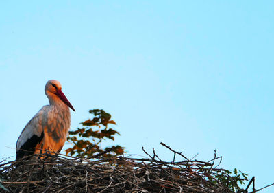Close-up of bird perching against blue sky