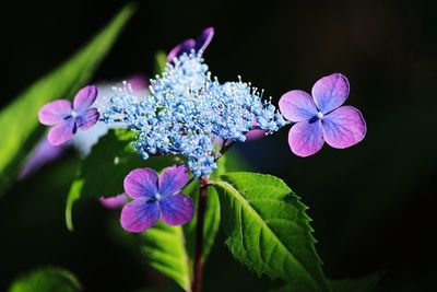 Close-up of purple hydrangeas blooming in park on sunny day