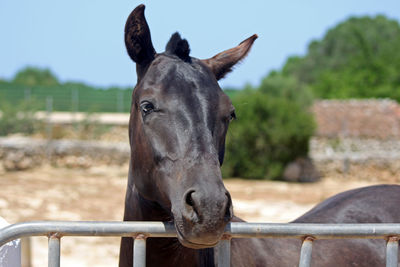 Horse standing in ranch