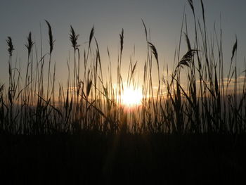 Close-up of silhouette plants on field against sunset sky