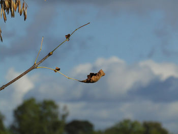 Low angle view of plant leaves against sky