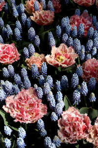 Close-up of pink flowering plants