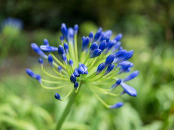 Close-up of purple blue flower