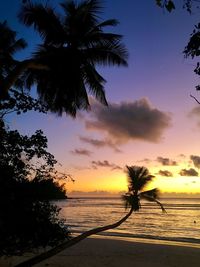 Silhouette palm trees at beach against sky during sunset