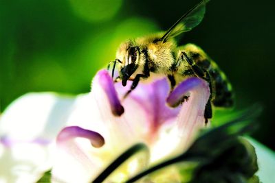 Close-up of bee pollinating on flower