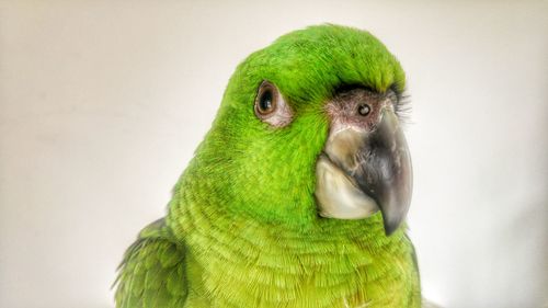 Close-up of parrot