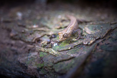 Close-up of frog on tree trunk