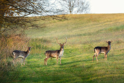 Deer in a field