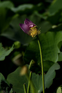 Close-up of insect on flower