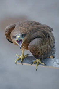 Close-up of black kite 