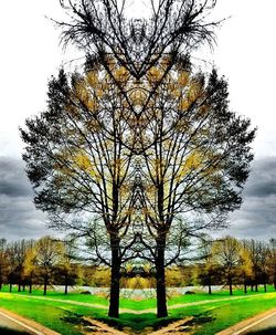 Bare trees on grassy field