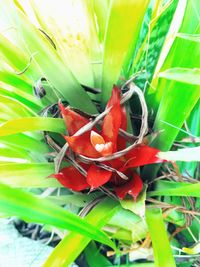 Close-up of red plant