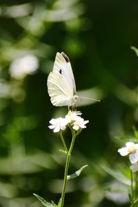 Close-up of butterfly on white flower