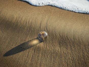 High angle view of shells on beach