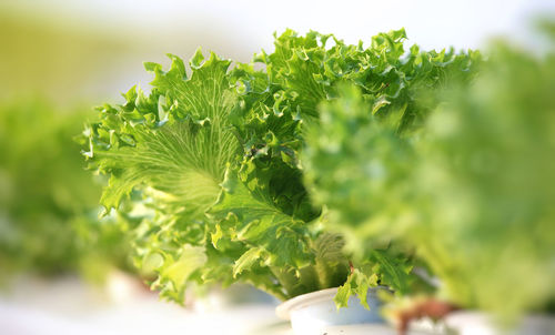 Close-up of fresh green leaves