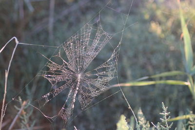 Close-up of spider on web