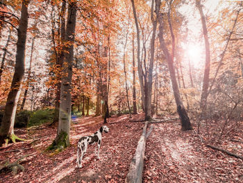 Great dane dog in a bright orange autumn forest