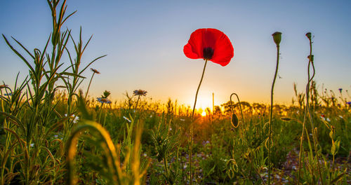 Close-up of red poppy flowers in field