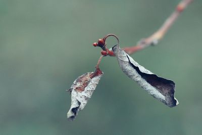 Close-up of insect on leaf