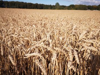 View of wheat field