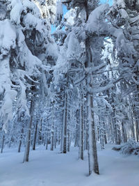 Snow covered land and trees in forest