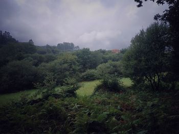 Scenic view of forest against sky