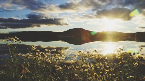 Swedish sunset chamomile in the foreground