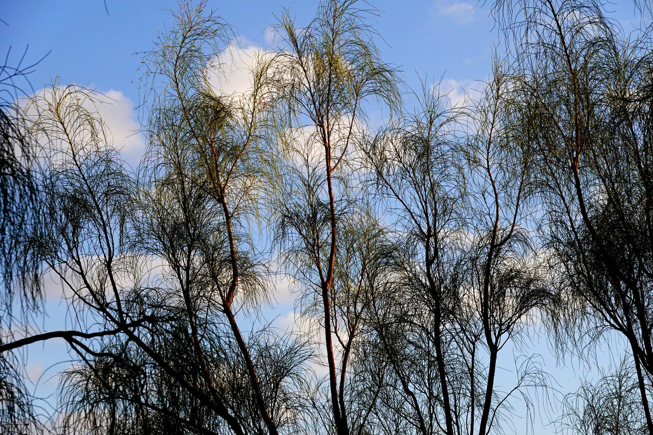 sky, nature, tree, plant, branch, low angle view, winter, no people, grass, sunlight, beauty in nature, tranquility, growth, blue, cloud, outdoors, leaf, scenics - nature, day, environment, autumn, clear sky, land, morning, non-urban scene, forest