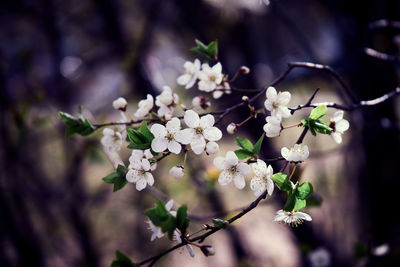 Close-up of white cherry blossom tree