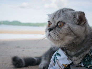 Close-up of a cat looking away