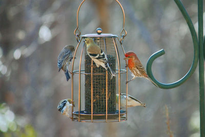 Close-up of birds perching on metal feeder