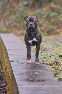 Portrait of dog standing on footpath