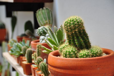 Close-up of cactus plant in pot