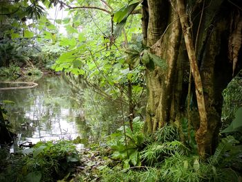 Trees by lake in forest