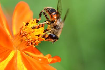 Close-up of bee on flower