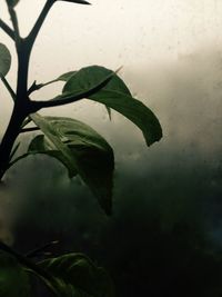 Close-up of wet plant against sky