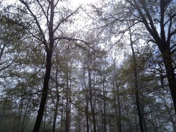 Low angle view of trees in forest