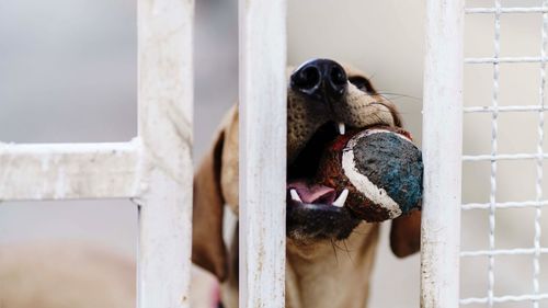 Portrait of dog looking away