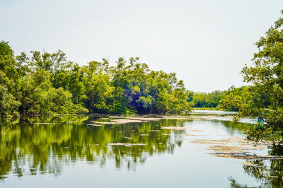 Scenic view of lake in forest against clear sky