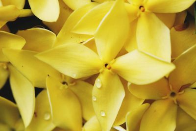 Full frame shot of yellow flowers
