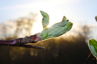 Close-up of leaves on plant