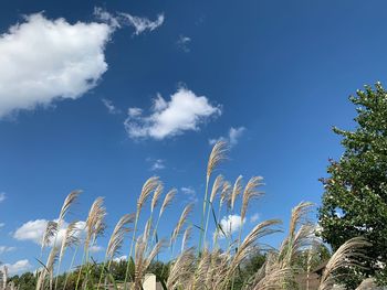 Low angle view of trees against blue sky